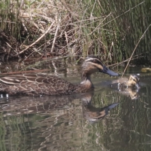 Anas superciliosa at Giralang, ACT - 28 Oct 2019 10:14 AM