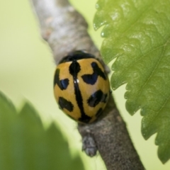 Coccinella transversalis (Transverse Ladybird) at Giralang Wetlands - 27 Oct 2019 by AlisonMilton