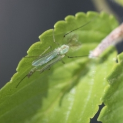 Chironomidae (family) (Non-biting Midge) at Giralang, ACT - 27 Oct 2019 by AlisonMilton