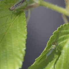 Chironomidae (family) at Giralang, ACT - 28 Oct 2019