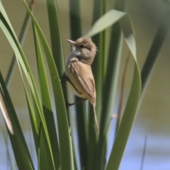 Acrocephalus australis (Australian Reed-Warbler) at McKellar, ACT - 28 Oct 2019 by AlisonMilton