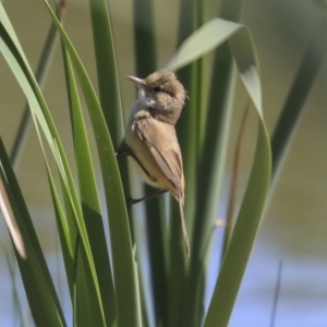 Acrocephalus australis at McKellar, ACT - 28 Oct 2019 09:24 AM