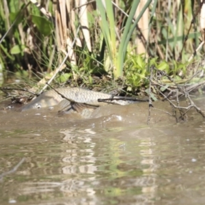 Cyprinus carpio at McKellar, ACT - 28 Oct 2019