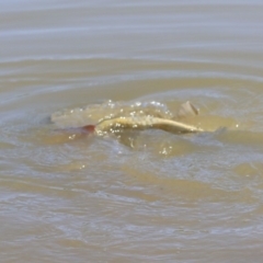 Cyprinus carpio at McKellar, ACT - 28 Oct 2019 09:05 AM