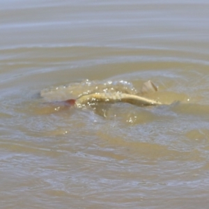 Cyprinus carpio at McKellar, ACT - 28 Oct 2019 09:05 AM