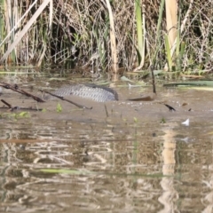 Cyprinus carpio at McKellar, ACT - 28 Oct 2019 09:05 AM