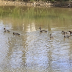 Chenonetta jubata (Australian Wood Duck) at Dunlop, ACT - 26 Oct 2019 by AlisonMilton