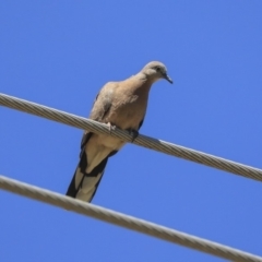 Spilopelia chinensis (Spotted Dove) at Giralang, ACT - 28 Oct 2019 by AlisonMilton