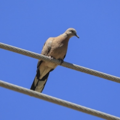 Spilopelia chinensis (Spotted Dove) at Giralang Wetlands - 27 Oct 2019 by AlisonMilton