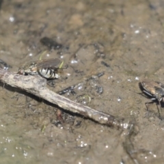 Brachydeutera sydneyensis (Shore fly) at Giralang Wetlands - 27 Oct 2019 by AlisonMilton