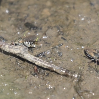 Brachydeutera sydneyensis (Shore fly) at Lake Ginninderra - 27 Oct 2019 by AlisonMilton