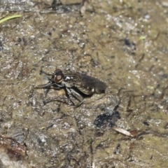 Brachydeutera sydneyensis at Giralang, ACT - 28 Oct 2019 10:45 AM