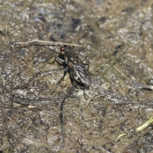 Brachydeutera sydneyensis at Giralang, ACT - 28 Oct 2019 10:45 AM