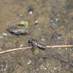 Brachydeutera sydneyensis at Giralang, ACT - 28 Oct 2019 10:45 AM