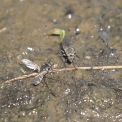 Brachydeutera sydneyensis at Giralang, ACT - 28 Oct 2019 10:45 AM