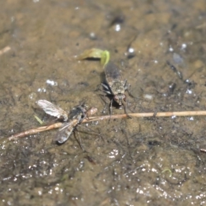 Brachydeutera sydneyensis at Giralang, ACT - 28 Oct 2019