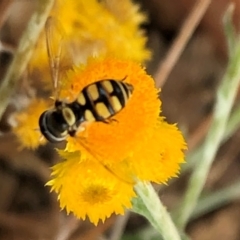 Simosyrphus grandicornis (Common hover fly) at Sutton, NSW - 30 Oct 2019 by Whirlwind