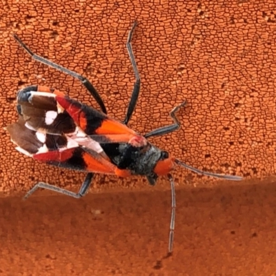 Melanerythrus mactans (A seed bug) at QPRC LGA - 30 Oct 2019 by Whirlwind