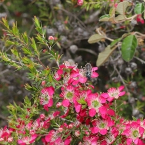 Bembix sp. (genus) at Acton, ACT - 30 Oct 2019