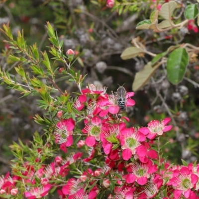 Bembix sp. (genus) (Unidentified Bembix sand wasp) at ANBG - 30 Oct 2019 by TimL