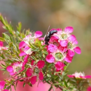 Bembix sp. (genus) at Acton, ACT - 30 Oct 2019