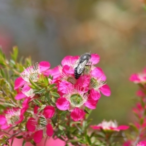 Bembix sp. (genus) at Acton, ACT - 30 Oct 2019