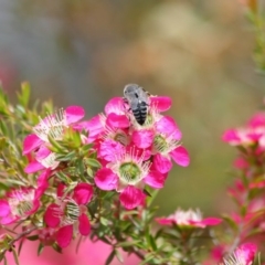 Bembix sp. (genus) at Acton, ACT - 30 Oct 2019