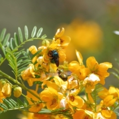 Xylocopa (Lestis) aerata at Acton, ACT - 30 Oct 2019