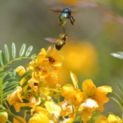 Xylocopa (Lestis) aerata at Acton, ACT - 30 Oct 2019