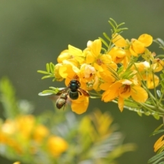 Xylocopa (Lestis) aerata (Golden-Green Carpenter Bee) at ANBG - 30 Oct 2019 by TimL