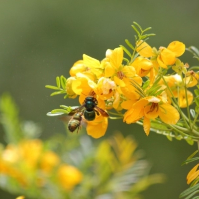 Xylocopa (Lestis) aerata (Golden-Green Carpenter Bee) at Acton, ACT - 30 Oct 2019 by TimL