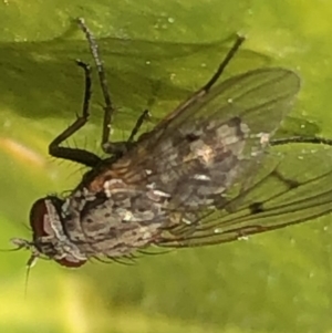 Helina sp. (genus) at Monash, ACT - 25 Aug 2019