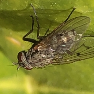 Helina sp. (genus) at Monash, ACT - 25 Aug 2019