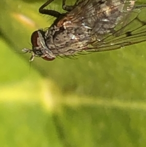 Helina sp. (genus) at Monash, ACT - 25 Aug 2019 10:12 AM