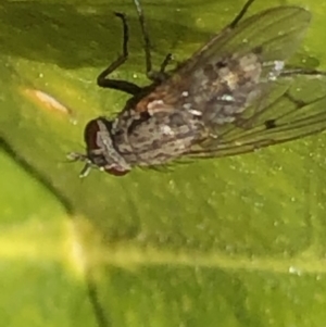 Helina sp. (genus) at Monash, ACT - 25 Aug 2019 10:12 AM