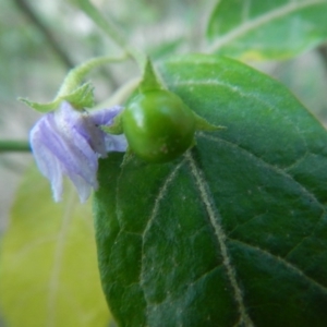 Solanum stelligerum at Bawley Point, NSW - 30 Oct 2019