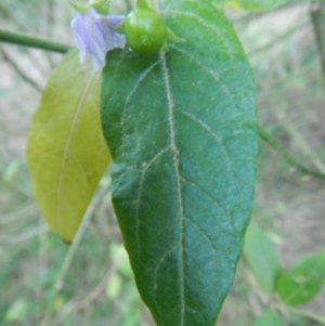 Solanum stelligerum at Bawley Point, NSW - 30 Oct 2019