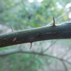 Solanum stelligerum at Bawley Point, NSW - 30 Oct 2019