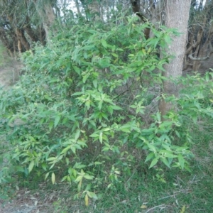 Solanum stelligerum at Bawley Point, NSW - 30 Oct 2019