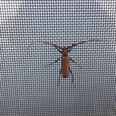 Xystrocera virescens (Large Brown Longhorn Beetle) at Bermagui, NSW - 31 Oct 2019 by JackieLambert