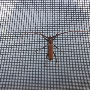 Xystrocera virescens at Bermagui, NSW - 31 Oct 2019 07:33 AM