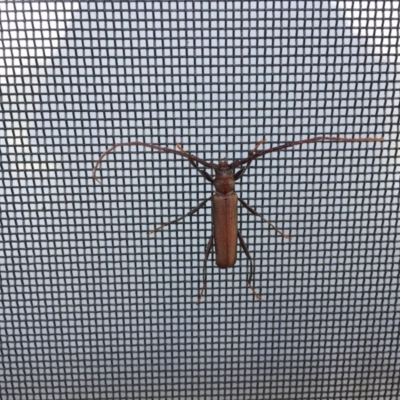 Xystrocera virescens (Large Brown Longhorn Beetle) at Bermagui, NSW - 31 Oct 2019 by JackieLambert