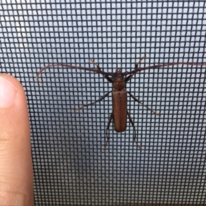 Xystrocera virescens at Bermagui, NSW - 31 Oct 2019 07:33 AM