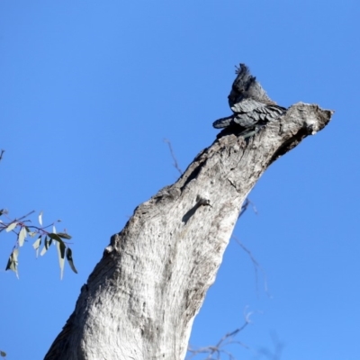 Callocephalon fimbriatum (Gang-gang Cockatoo) at Ainslie, ACT - 25 Sep 2019 by jb2602