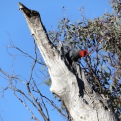 Callocephalon fimbriatum at Ainslie, ACT - 25 Sep 2019