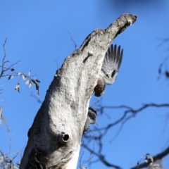 Callocephalon fimbriatum at Ainslie, ACT - suppressed