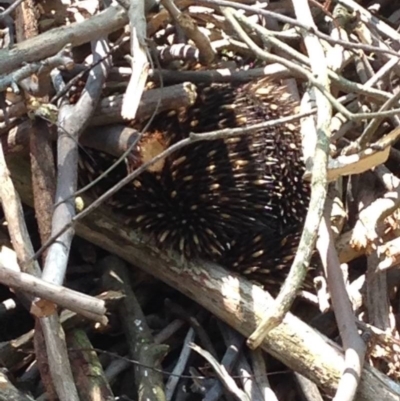 Tachyglossus aculeatus (Short-beaked Echidna) at Wingecarribee Local Government Area - 29 Oct 2019 by Margot