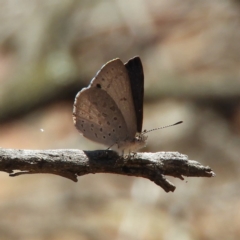 Erina hyacinthina (Varied Dusky-blue) at Point 4999 - 29 Oct 2019 by MatthewFrawley