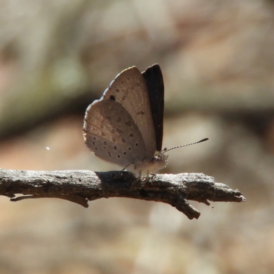 Erina hyacinthina (Varied Dusky-blue) at Black Mountain - 29 Oct 2019 by MatthewFrawley