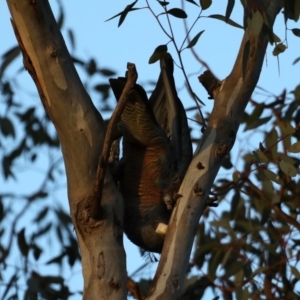 Callocephalon fimbriatum at Ainslie, ACT - 30 Sep 2019